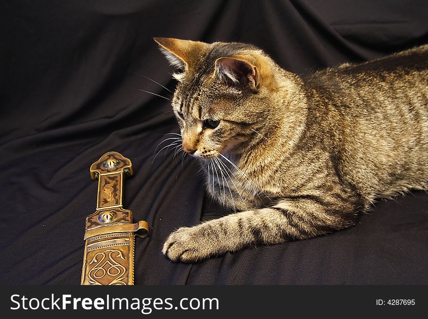 Cat and elegant bronze sword on black background. Cat and elegant bronze sword on black background