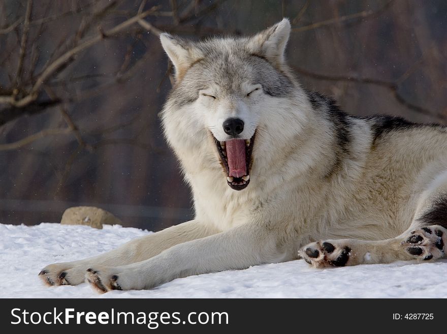 Wolf On Snow