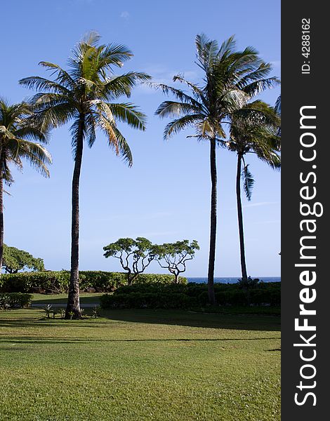 Palm trees in front of blue sky. Palm trees in front of blue sky