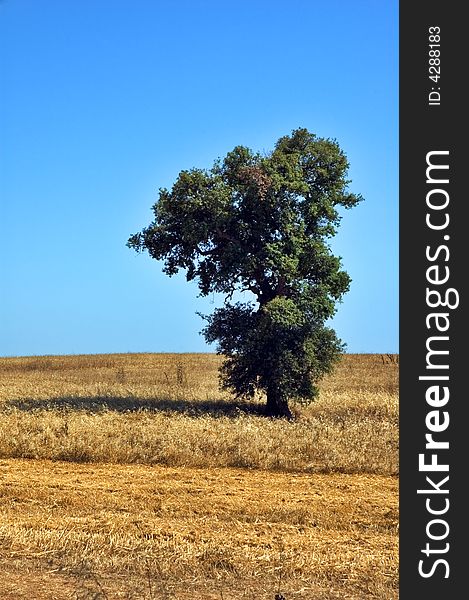 Lonely tree in dry field