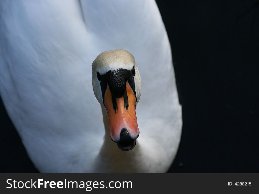 Talking swan