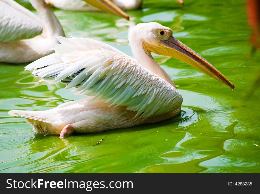 Pelicans In Water