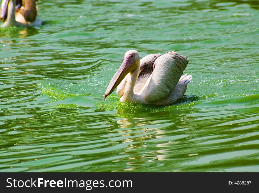 Pelican in delhi zoo. delhi zoo was established in 1959, over 214 acres land. Endeavors have been made to provide an almost natural habitat to the browsing animals and grant them a safe breeding ground so that they may rear and amplify in number thereby maintaining an ideal ecological poise. Pelican in delhi zoo. delhi zoo was established in 1959, over 214 acres land. Endeavors have been made to provide an almost natural habitat to the browsing animals and grant them a safe breeding ground so that they may rear and amplify in number thereby maintaining an ideal ecological poise.