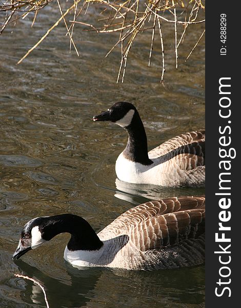 Two canadian geese swimming in lake water