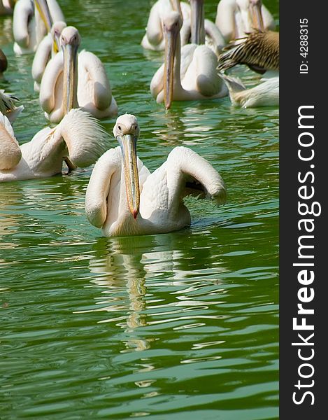 Pelicans in delhi zoo. delhi zoo was established in 1959, over 214 acres land. Endeavors have been made to provide an almost natural habitat to the browsing animals and grant them a safe breeding ground so that they may rear and amplify in number thereby maintaining an ideal ecological poise. Pelicans in delhi zoo. delhi zoo was established in 1959, over 214 acres land. Endeavors have been made to provide an almost natural habitat to the browsing animals and grant them a safe breeding ground so that they may rear and amplify in number thereby maintaining an ideal ecological poise.