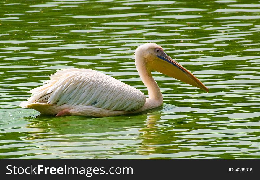 Pelican in water