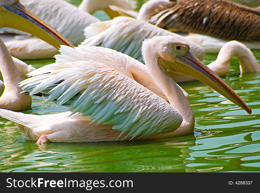 Pelicans In Water