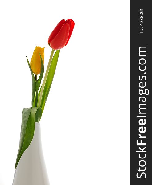 Nice red and yellow tulips, isolated background white. Nice red and yellow tulips, isolated background white