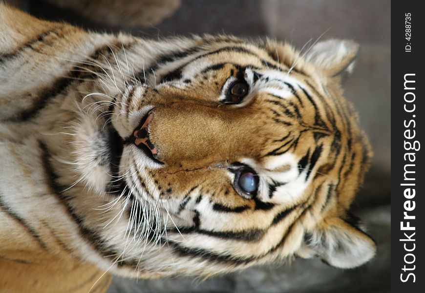 Photograph of an old aged tiger that has gone blind in one eye.