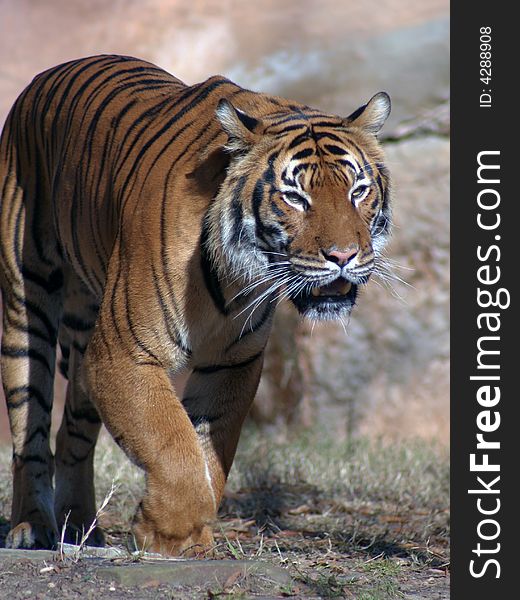 Close up image of Bengel Tiger