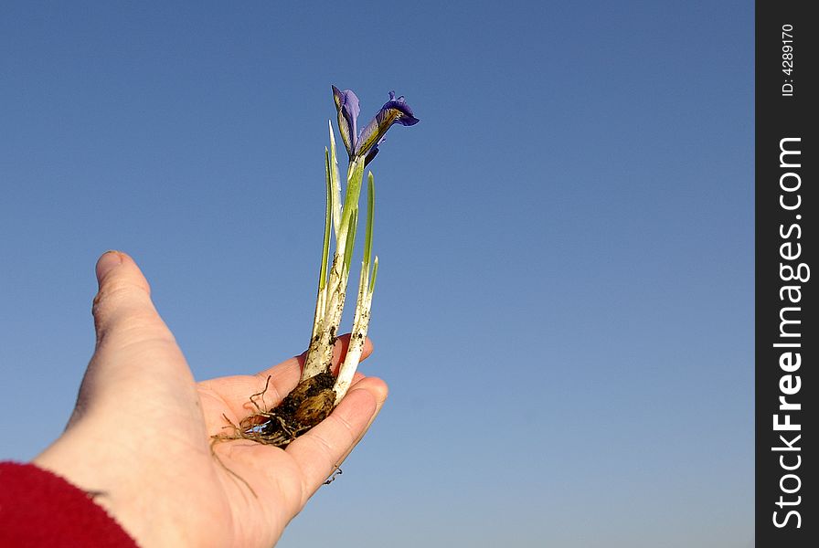 Young plant being held in a hand.