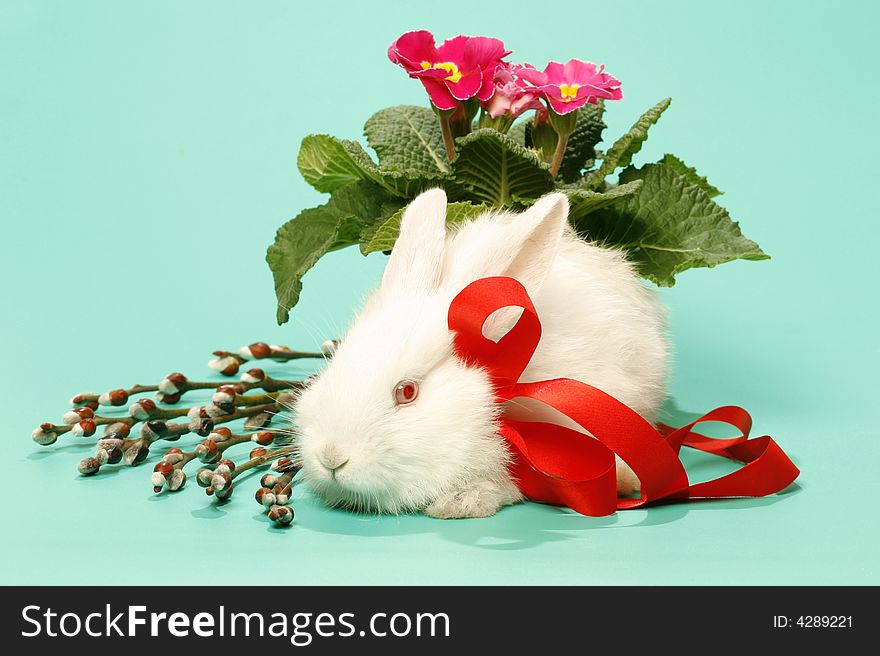 White rabbit from bow on green background. White rabbit from bow on green background