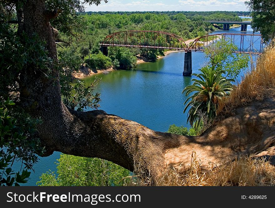 Tree growing over the river