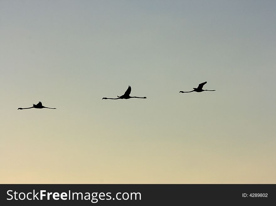 Silhouette of flamingos against the evening sky. Silhouette of flamingos against the evening sky