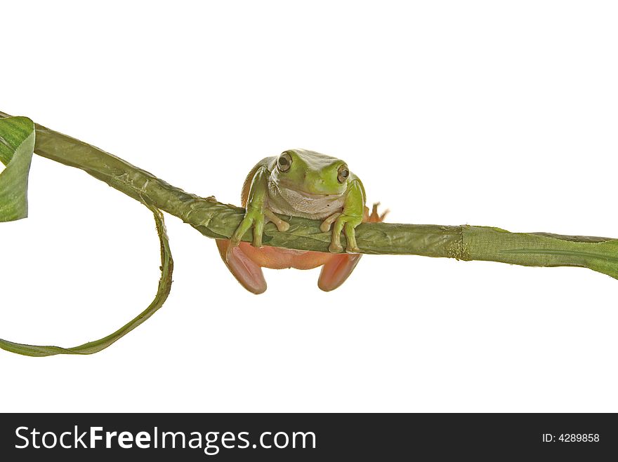 A whites tree frog climbing a branch