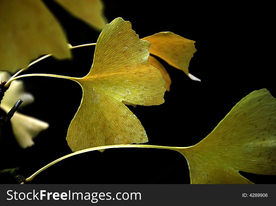 Bright yellow ginkgo leaves on dark background