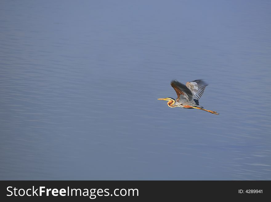 A blue heron flying on the blue river