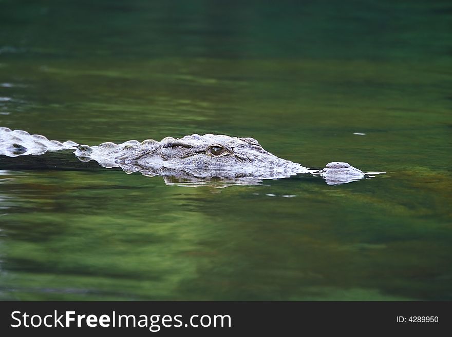 This crocodile was just take out the body and out of water, reflection is also visible in the water. Looking for prey. The Slow and Silent movement is dangerously amazing