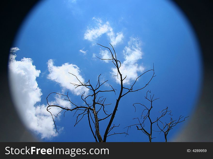 A dead tree with blue sky and clouds in background.  Save our planet. A dead tree with blue sky and clouds in background.  Save our planet.
