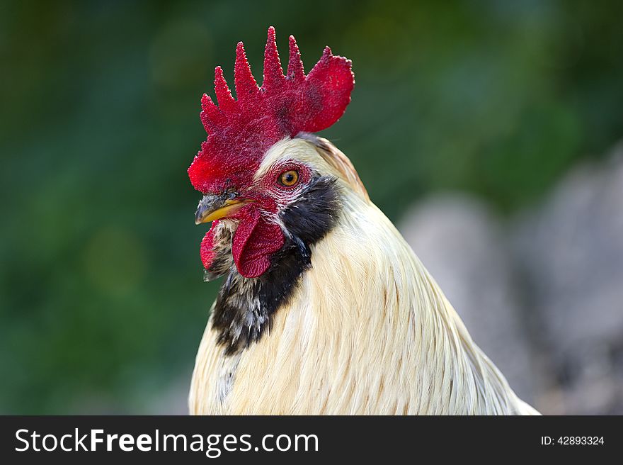 A closeup of a free range rooster. A closeup of a free range rooster.