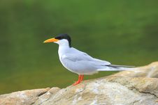 River Tern Royalty Free Stock Photos River Tern Royalty Free Stock Photos