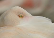 Flamingo Royalty Free Stock Photos Flamingo Royalty Free Stock Photos