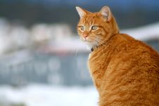 Yellow Tabby Cat Looking 9 Stock Image