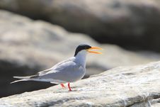 River Tern Stock Photo River Tern Stock Photo
