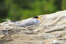 River Tern Stock Images River Tern Stock Images