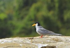 River Tern Royalty Free Stock Image River Tern Royalty Free Stock Image