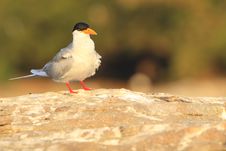 River Tern Stock Photo River Tern Stock Photo