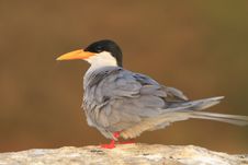 River Tern Stock Photo River Tern Stock Photo