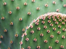 Prickly Pear Cactus Royalty Free Stock Photography