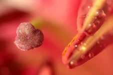 Inside Flower Stock Images Inside Flower Stock Images