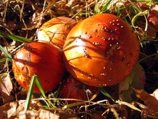 Mushrooms Stock Photos Mushrooms Stock Photos