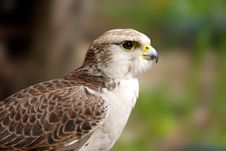 Peregrine Falcon ( Falco Peregrinus ) Stock Photography Peregrine Falcon ( Falco Peregrinus ) Stock Photography