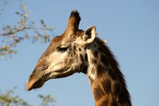 Giraffe Head Royalty Free Stock Photos