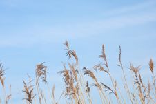 Seed Heads Against The Sky Royalty Free Stock Image Seed Heads Against The Sky Royalty Free Stock Image