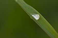 Drop On Blade Of Grass Stock Images