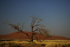 Dead Tree (Namib Desert) Stock Photos