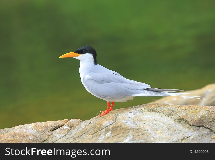River Tern (Sterna aurantia) is a bird in the tern family . It is a resident breeder along inland rivers from Iran east through Pakistan into India and Myanmar to Thailand, where it is uncommon. Unlike most Sterna terns, it is almost exclusively found on freshwater, rarely venturing even to tidal creeks.