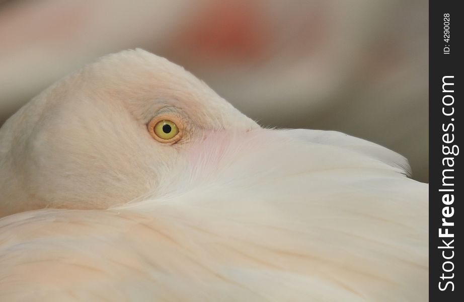 This is regular behavior of the flamingo bird. I tried to cature the same with eye are visible only