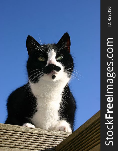 A black and white cat on a blue sky