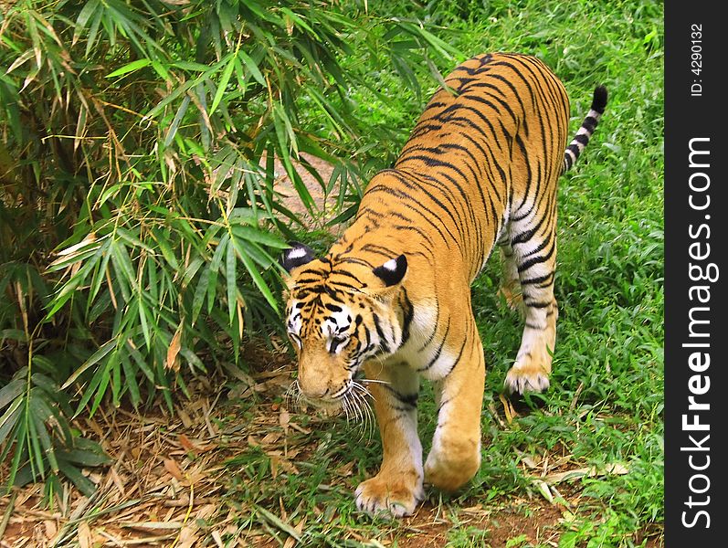 Tiger is in the meadow and tried to cature the danger animal from an unusal angle