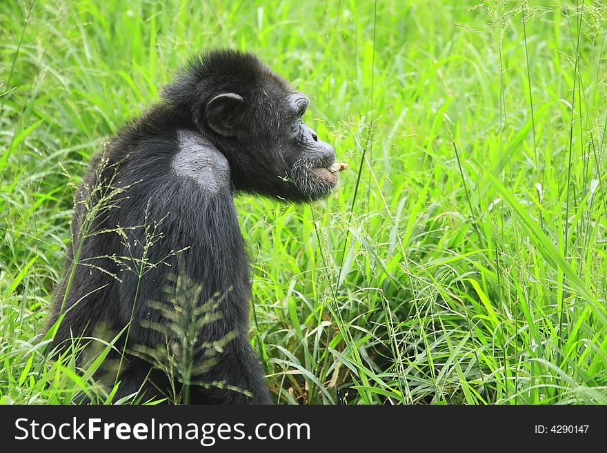 This Chimpanzee was looking and pondering. Like many of the great apes, Chimpanzee shows a propensity to human characteristics. To be in their presence is a true privilege and an experience one is unlikely to forget.