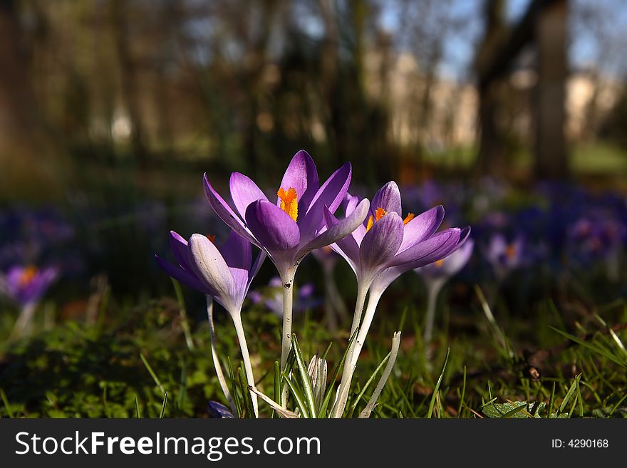 A spring morning showing crocuses open with a bokeh background of a Cambridge College. A spring morning showing crocuses open with a bokeh background of a Cambridge College.