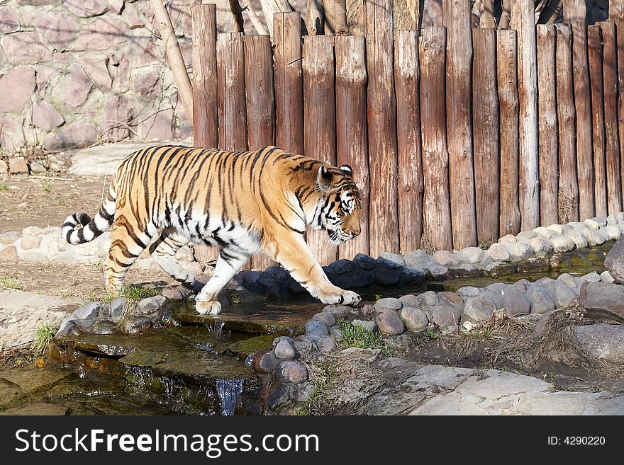 A beautiful siberian tiger walking