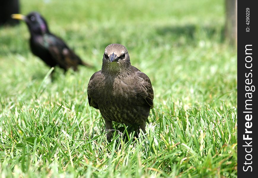 A bird with a gaze on a beautiful summer day. A bird with a gaze on a beautiful summer day