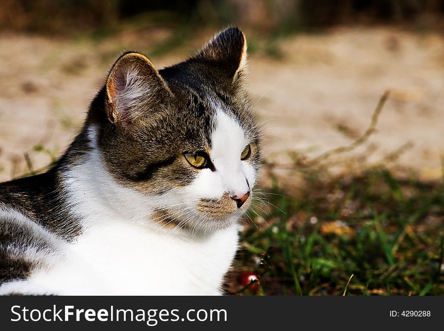 Cat portrait take with macro lens