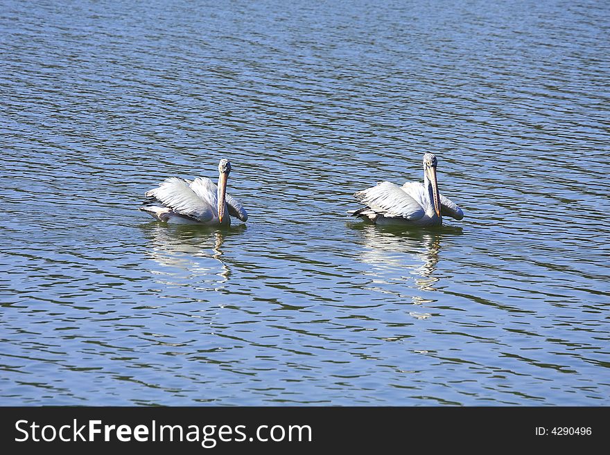 Pelicans swiming in the river, wings spread